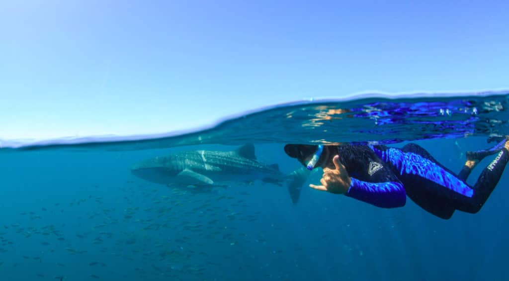 ningaloo whale sharks