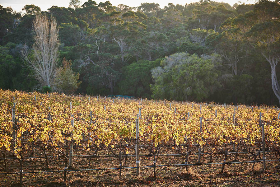 Why Margaret River Slow Food Experiences Are An Indulgent Marathon