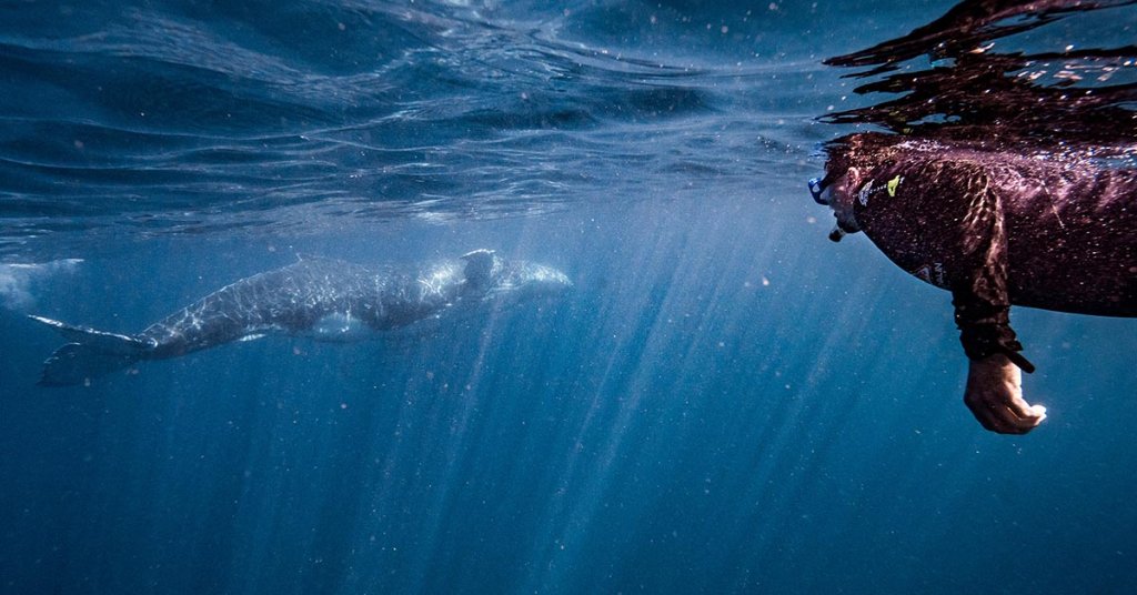 How To Swim With Humpback Whales Western Australia