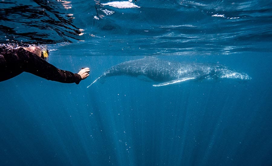 How To Swim With Humpback Whales In Western Australia