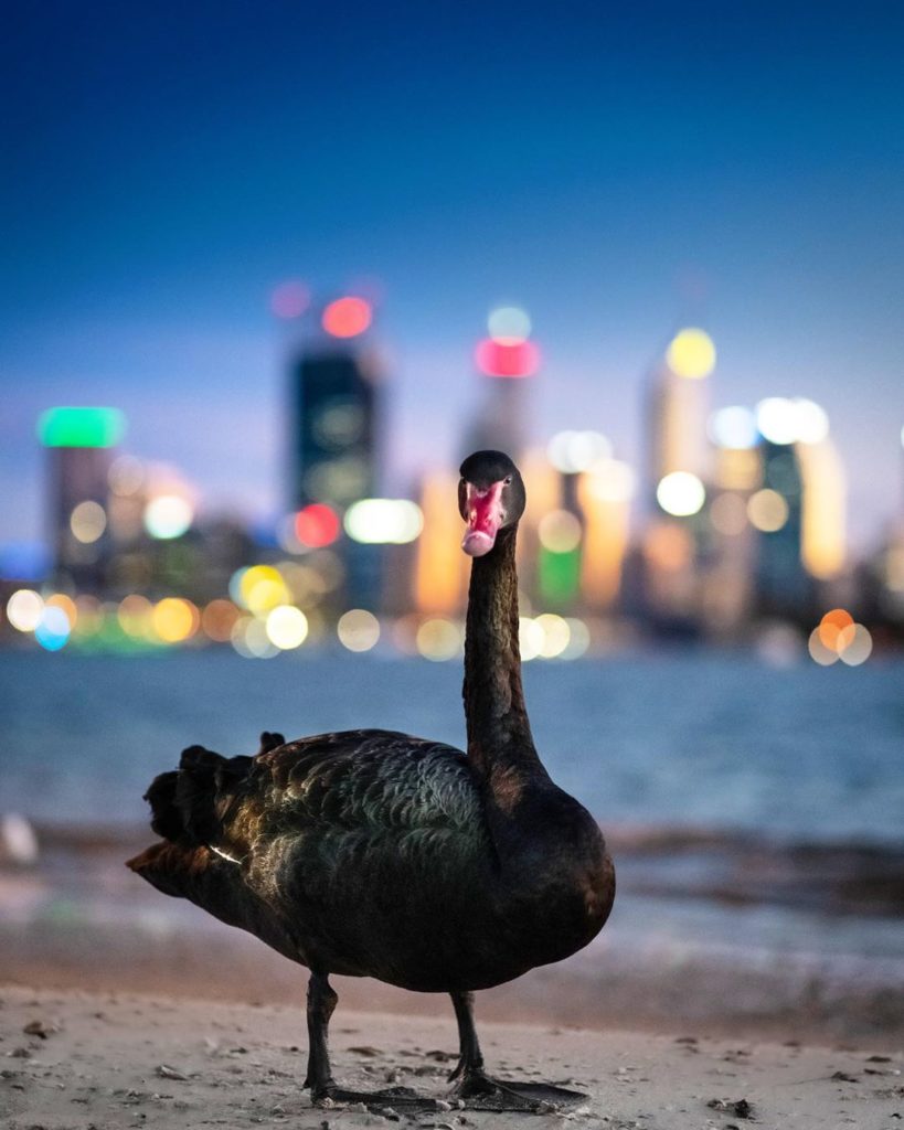 South Perth foreshore - Perth's Best Instagram Locations