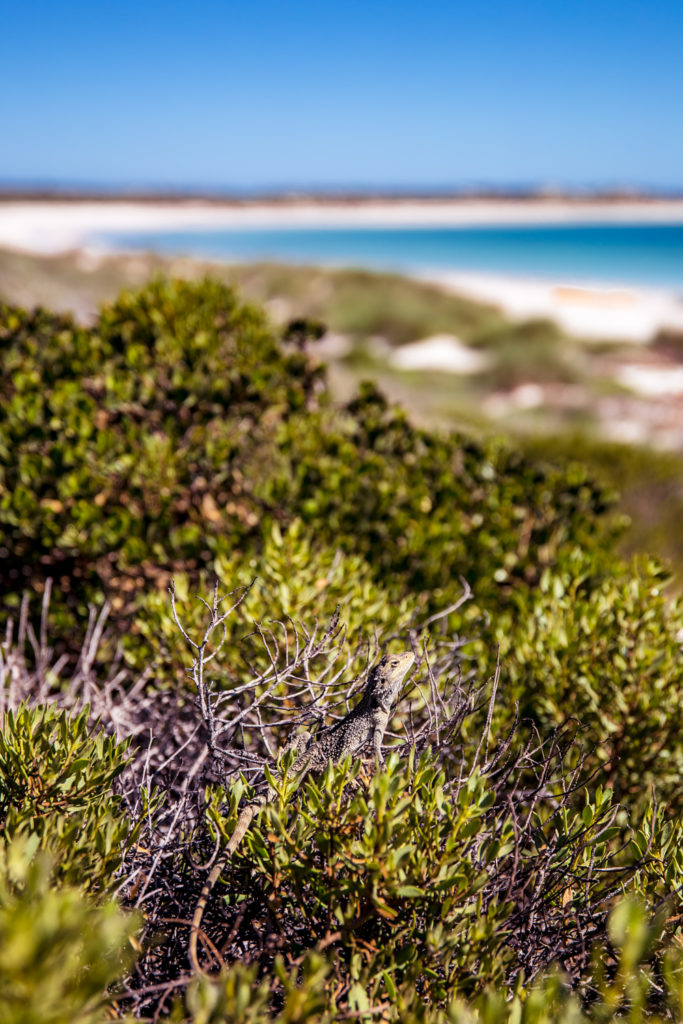 Houtman Abrolhos: What It's Like Seeing WA's Most Beautiful Islands By Air