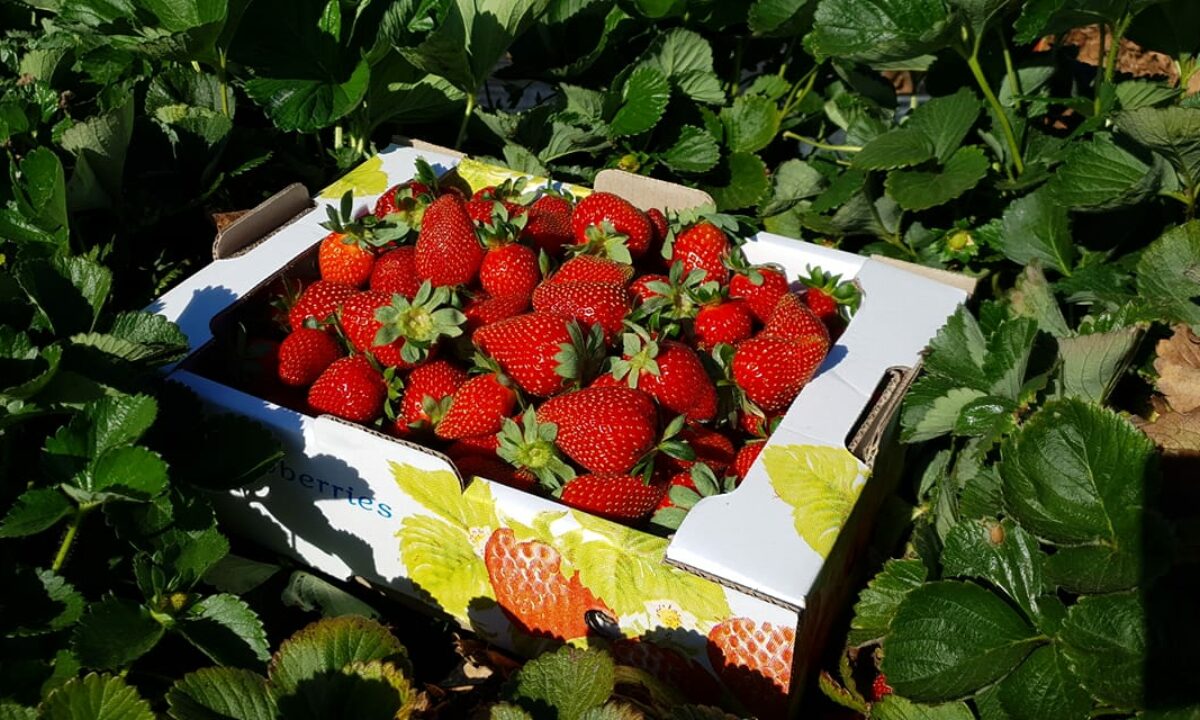 Cotton Strawberries Strawberry Patch Fruit Food Picnic Garden