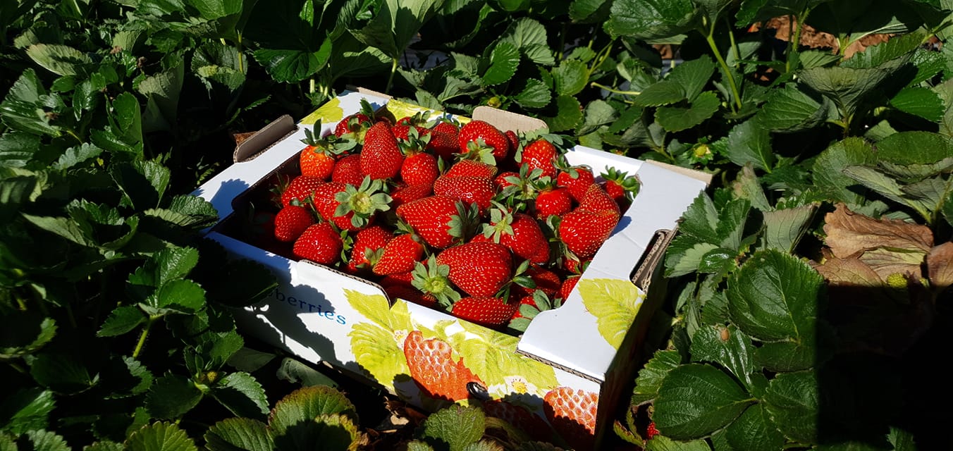 7-best-strawberry-picking-farms-in-perth