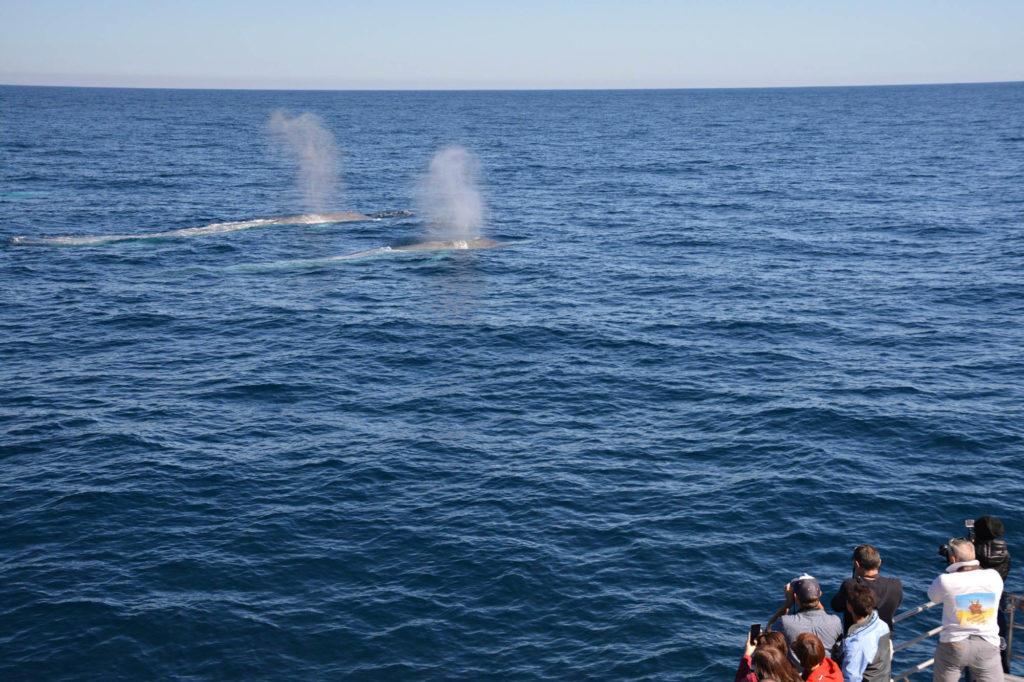 things to do in perth - whale watching