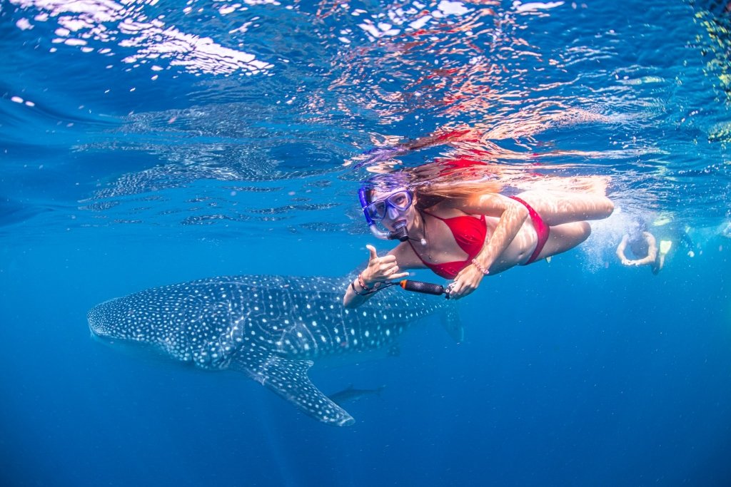 Woman in red bathers underwater snorkelling with whale shark and giving thumbs up to camera. 