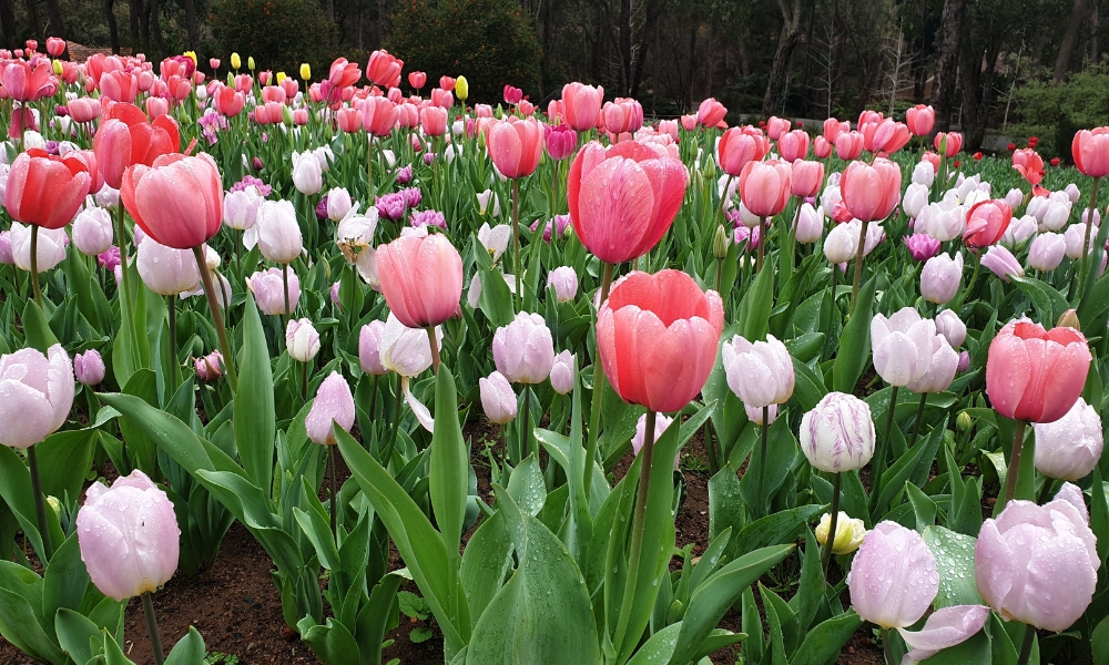 Araluen Botanic Park