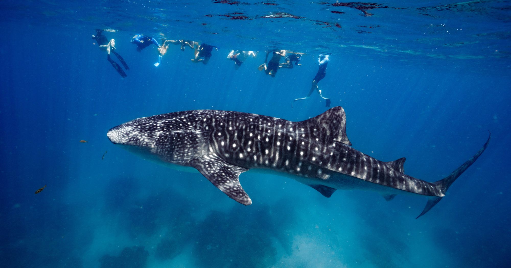 Whale Sharks at Ningaloo