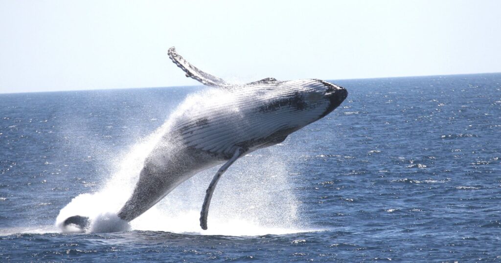Whale Watching In WA