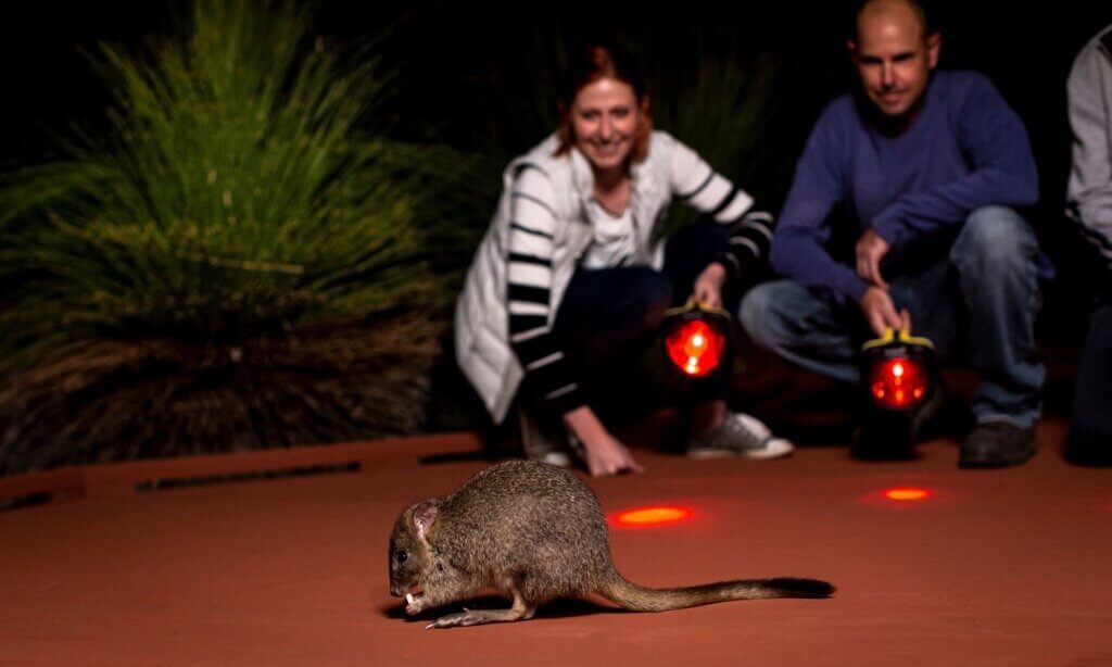 Nocturnal Woylie Walks at Whiteman Park