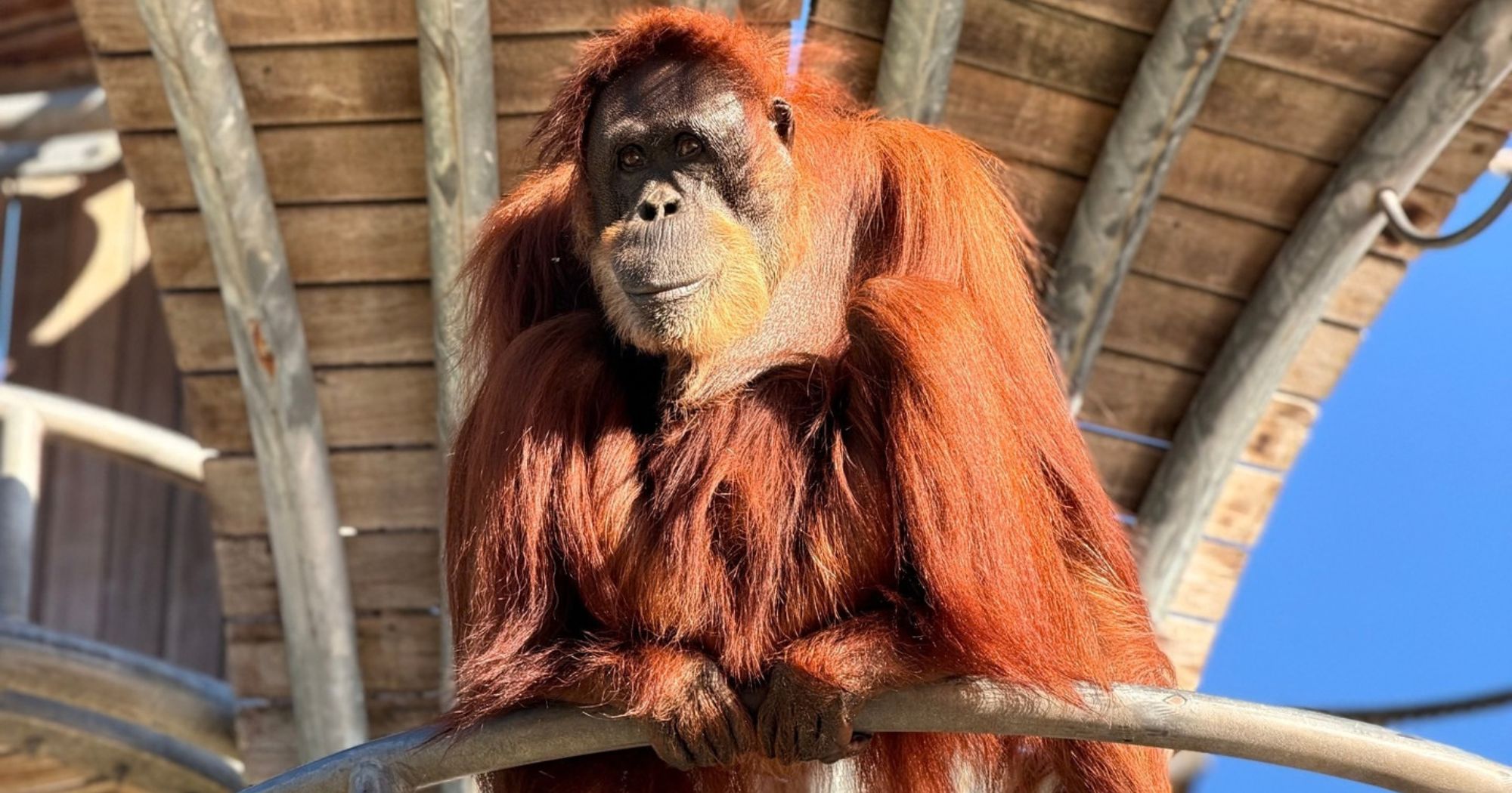 Perth Zoo Farewells Puteri, The 56-Year-Old Orangutan